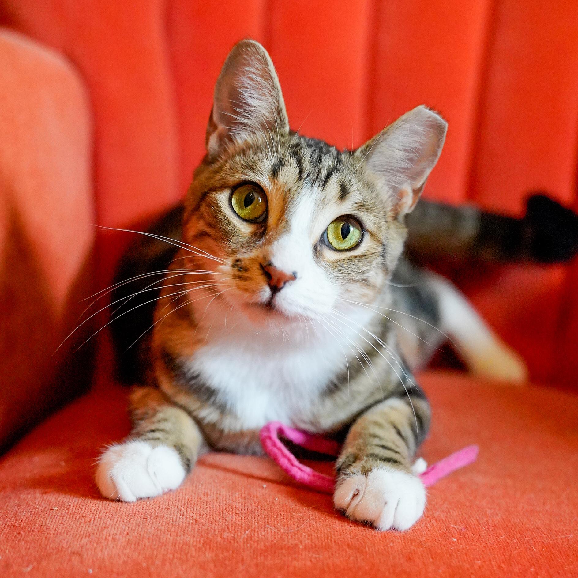 Enlarge Tripp & Elain (FeLV+), a Adoptable mixed breed in Chattanooga, TN image 2/6