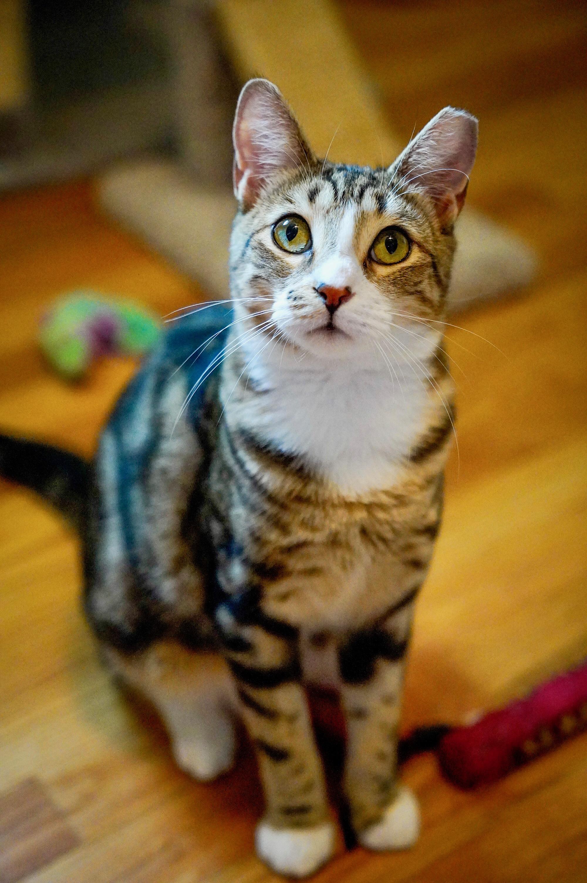 Tripp & Elain (FeLV+), Adoptable, Young Male Tabby & Domestic Short Hair.