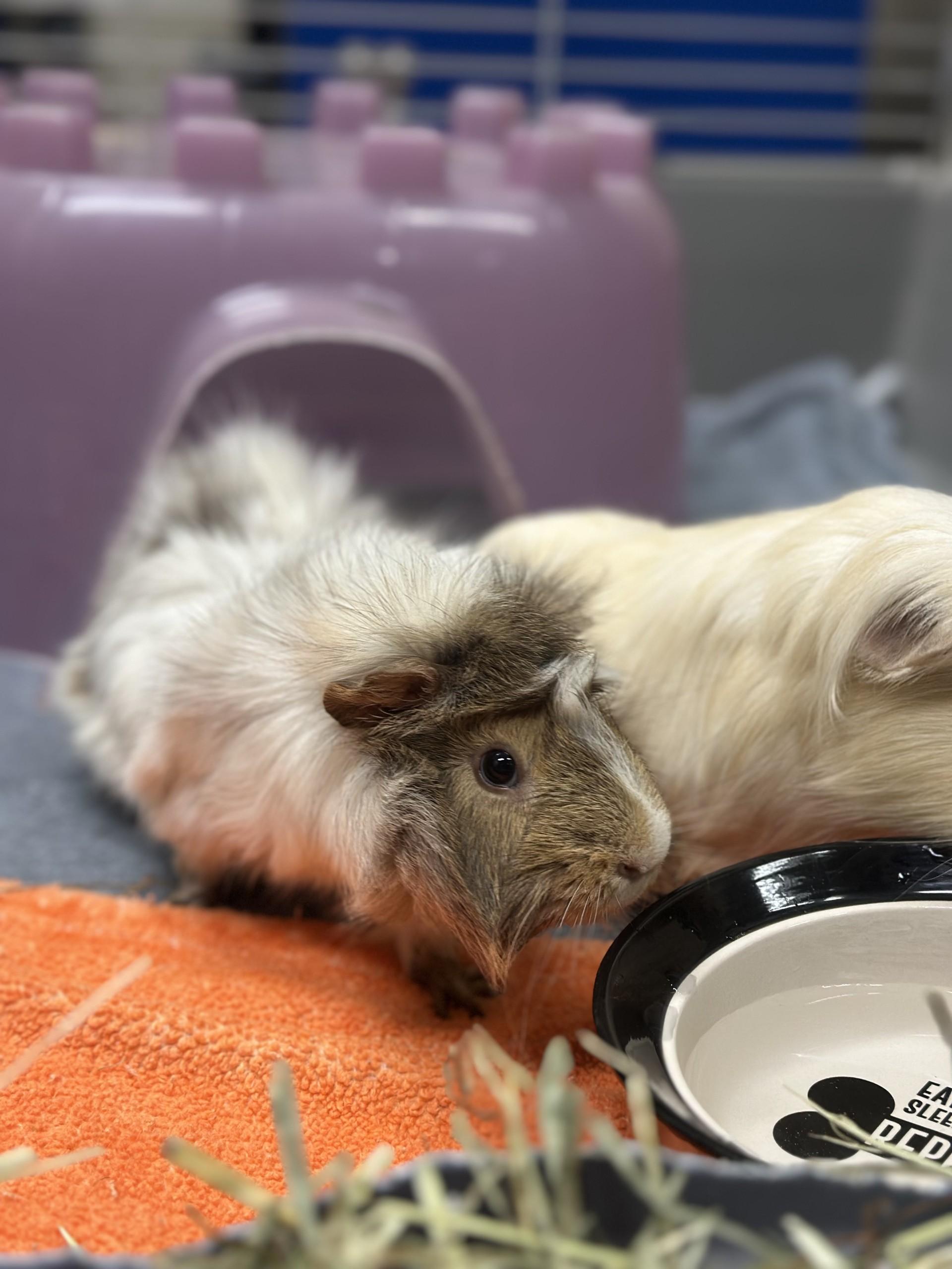 Shane, Adoptable, Young Male Abyssinian.