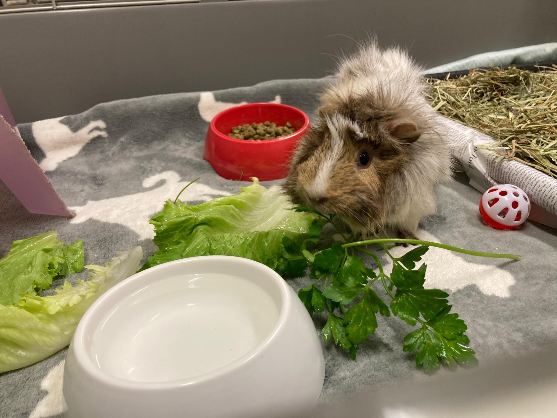 Enlarge Shane, a Adoptable Abyssinian in Vancouver, BC image 5/6