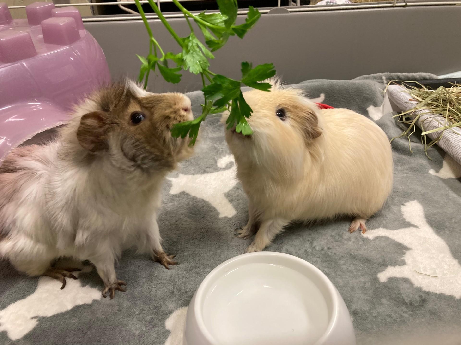 Enlarge Shane, a Adoptable Abyssinian in Vancouver, BC image 6/6