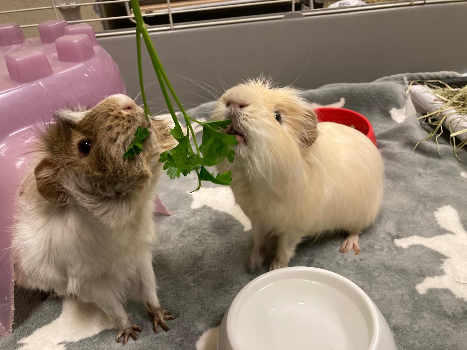 Enlarge Shane, a Adoptable Abyssinian in Vancouver, BC image 4/6