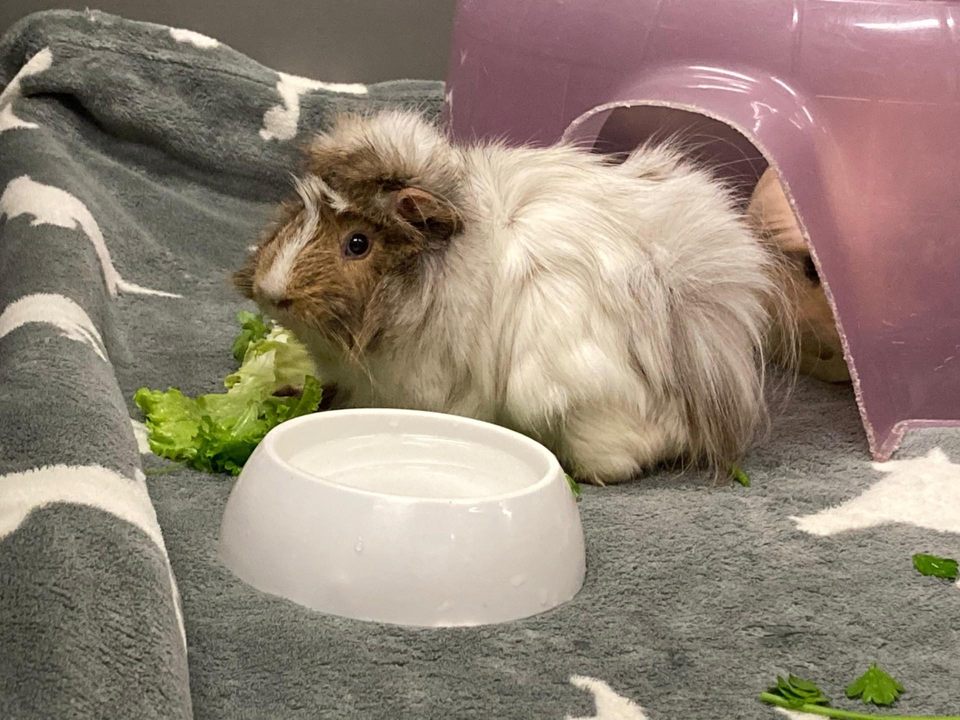 Enlarge Shane, a Adoptable Abyssinian in Vancouver, BC image 3/6