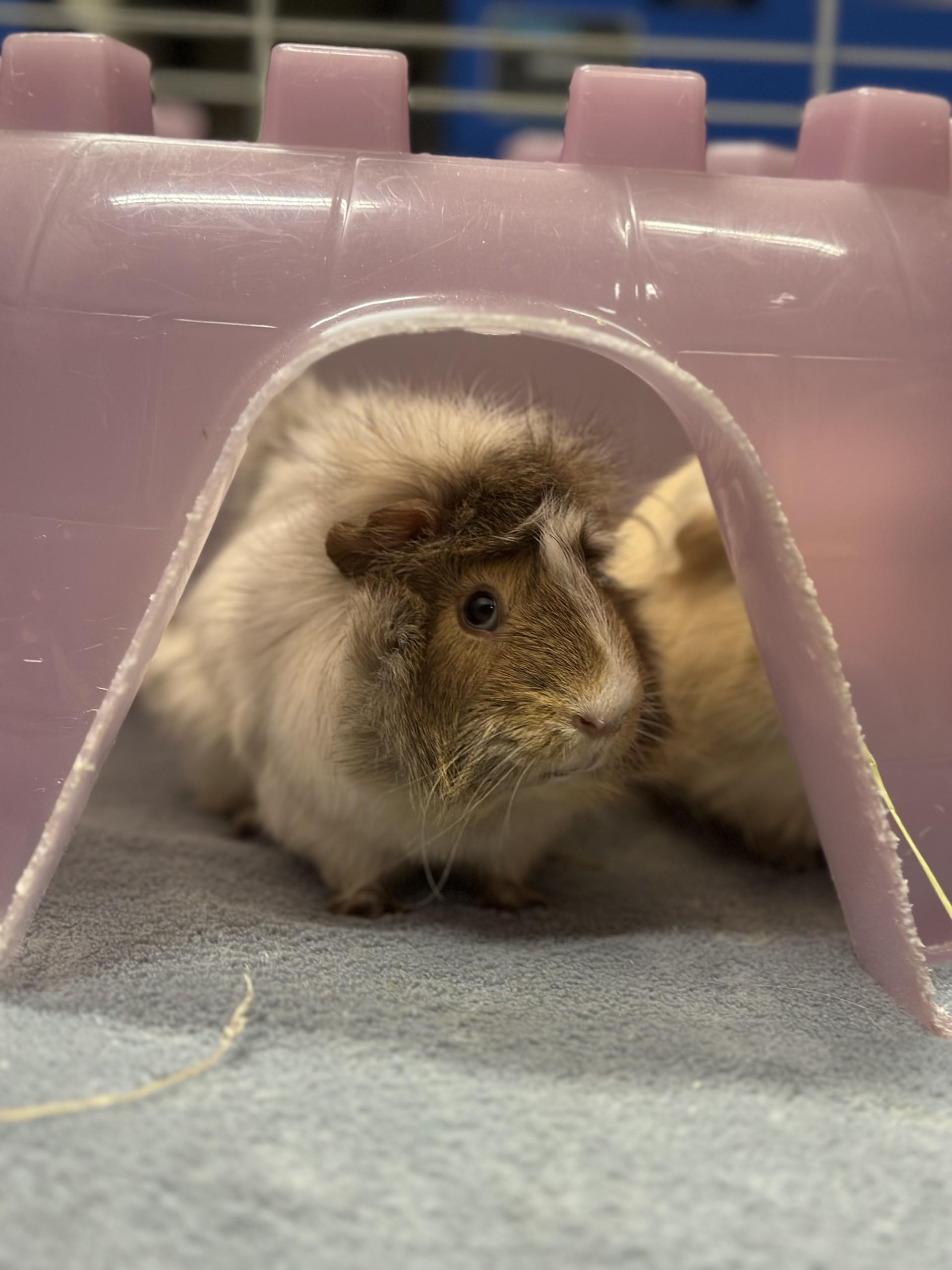 Enlarge Shane, a Adoptable Abyssinian in Vancouver, BC image 2/6