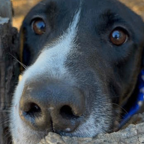 Max, Adopted, Adult Male Labrador Retriever & Border Collie.
