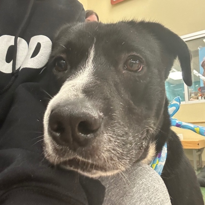 Max, a Adopted mixed breed in Smyrna, GA image 2/6