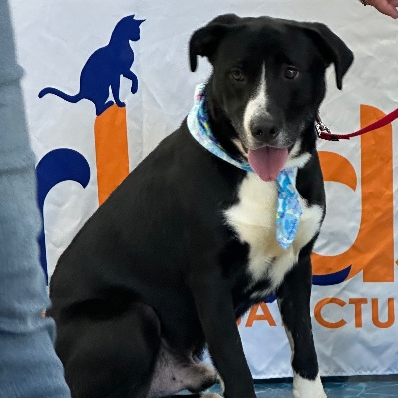 Max, a Adopted mixed breed in Smyrna, GA image 3/6