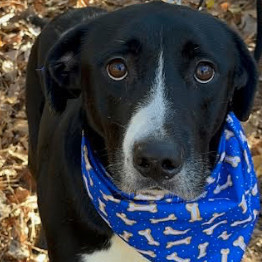 Max, a Adopted mixed breed in Smyrna, GA image 4/6