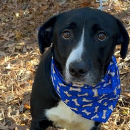 Max, a Adopted mixed breed in Smyrna, GA image 5/6
