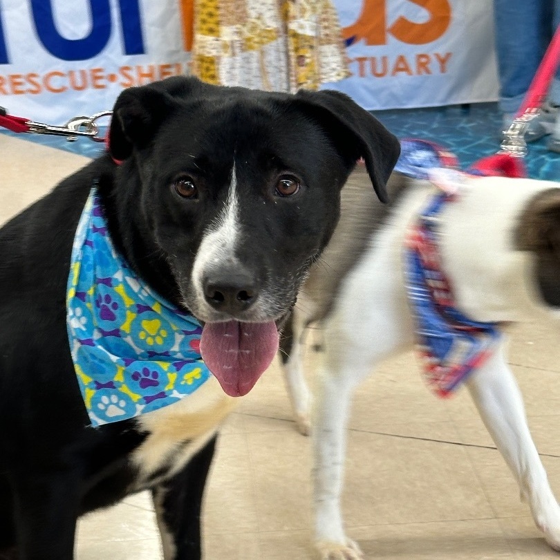 Max, a Adopted mixed breed in Smyrna, GA image 6/6