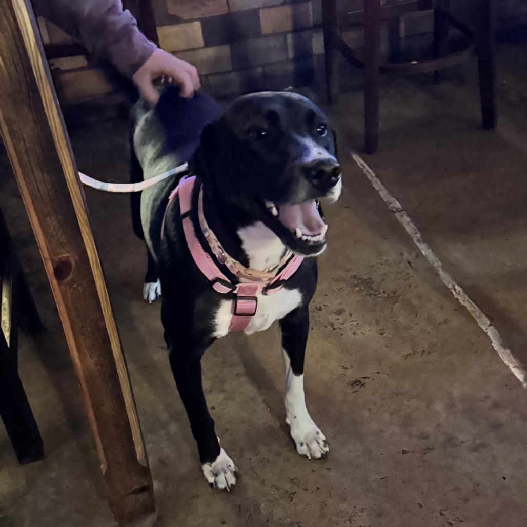 Enlarge Susie, a Adoptable mixed breed in Tuscaloosa, AL image 1/6