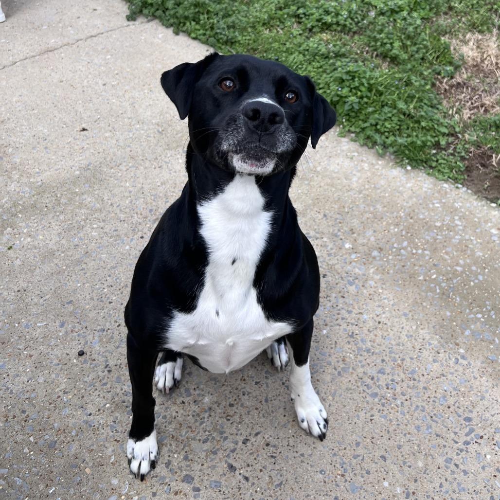 Enlarge Susie, a Adoptable mixed breed in Tuscaloosa, AL image 2/6