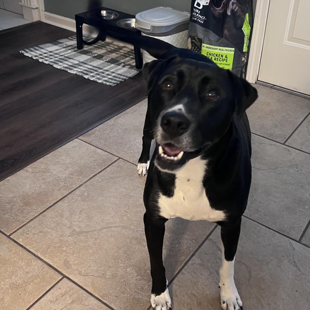 Enlarge Susie, a Adoptable mixed breed in Tuscaloosa, AL image 3/6