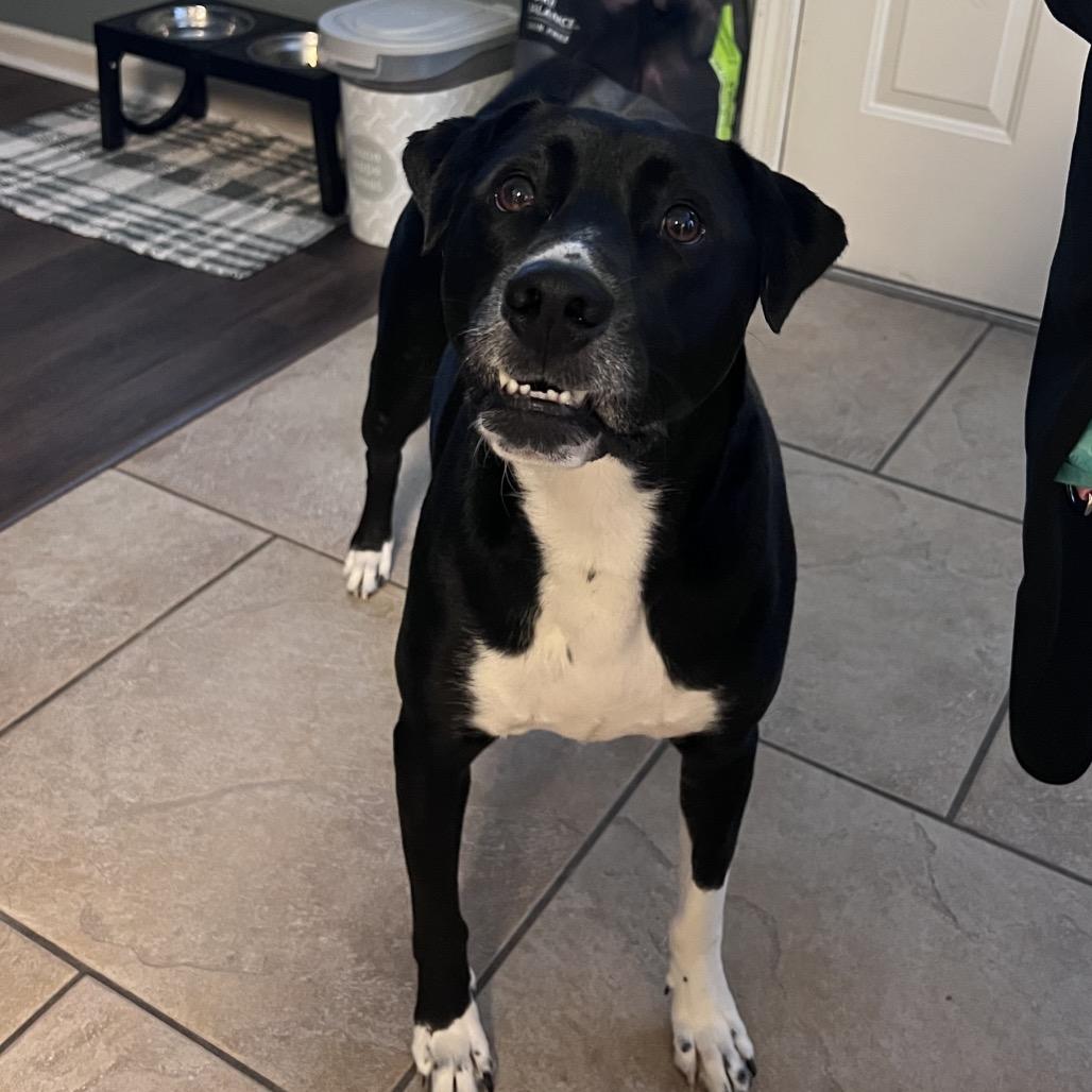 Enlarge Susie, a Adoptable mixed breed in Tuscaloosa, AL image 4/6