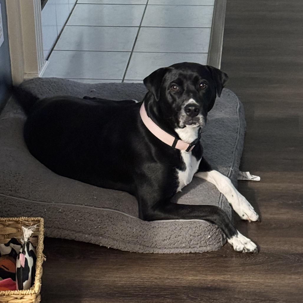 Enlarge Susie, a Adoptable mixed breed in Tuscaloosa, AL image 6/6