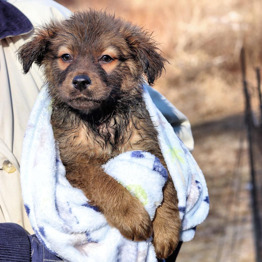 Ct Truffle thumbnail 2