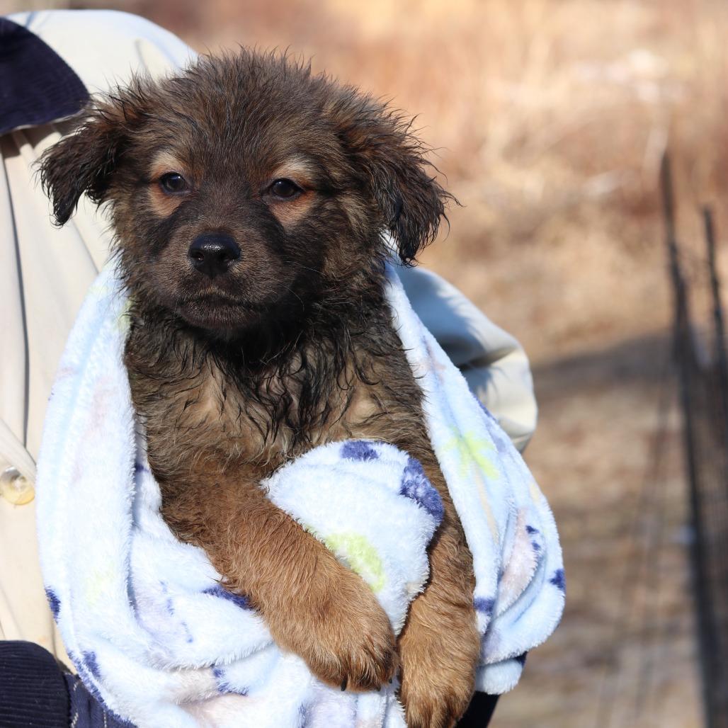 Ct Truffle thumbnail 3