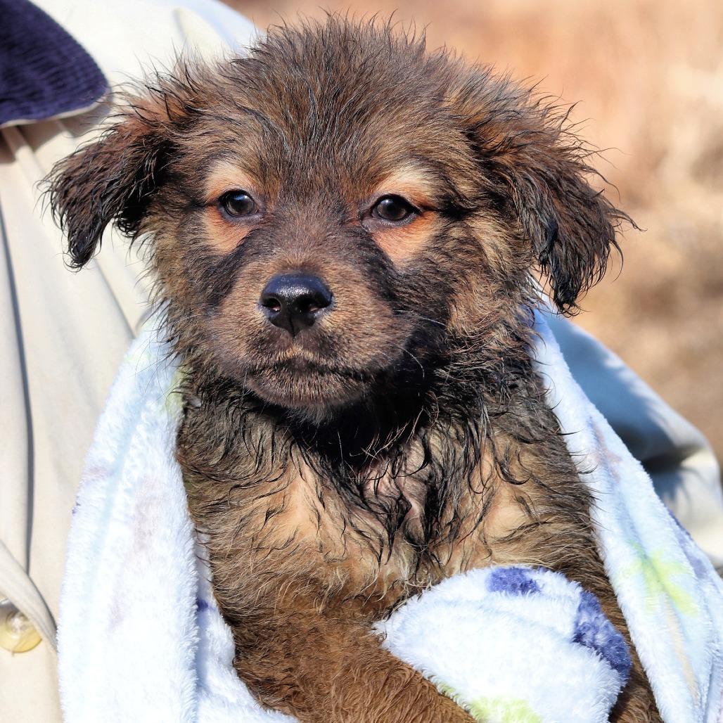 Ct Truffle thumbnail 4