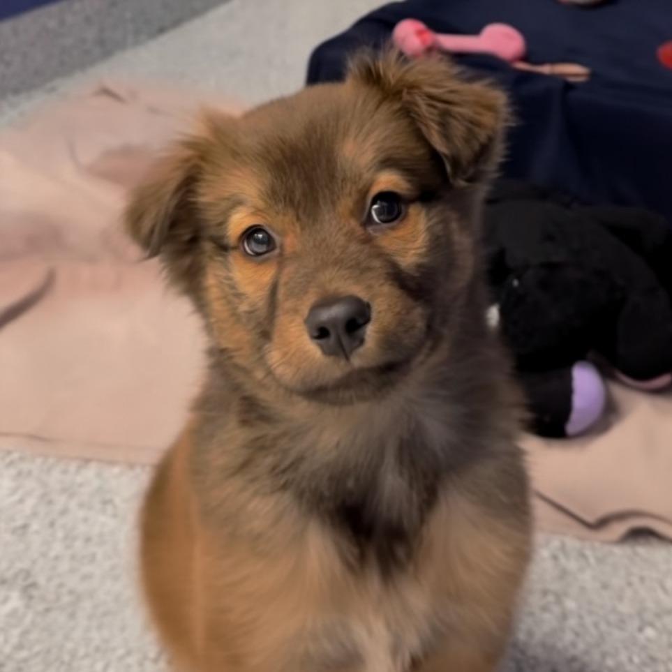 Ct Truffle thumbnail 5