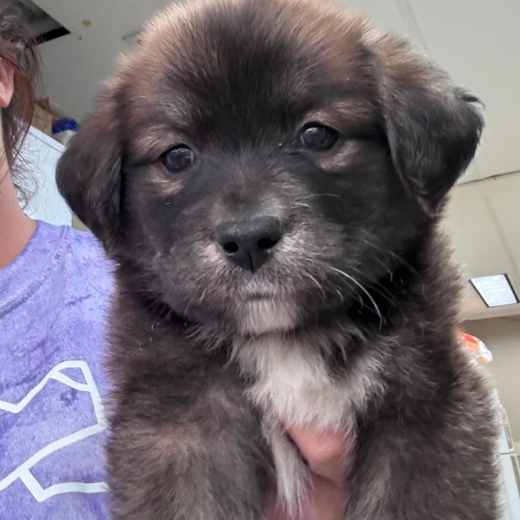 Ct Truffle thumbnail 6