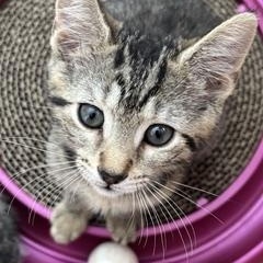 Harry, adopted, Kitten Male Domestic Short Hair.