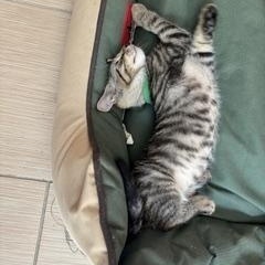 Harry, an adopted Domestic Short Hair in Berkeley Heights, NJ image 2/2
