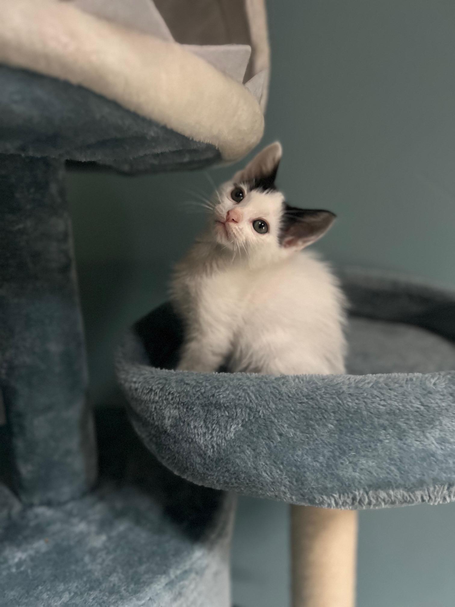 Enlarge Fig, a Adopted Domestic Short Hair in Orlando, FL image 2/5