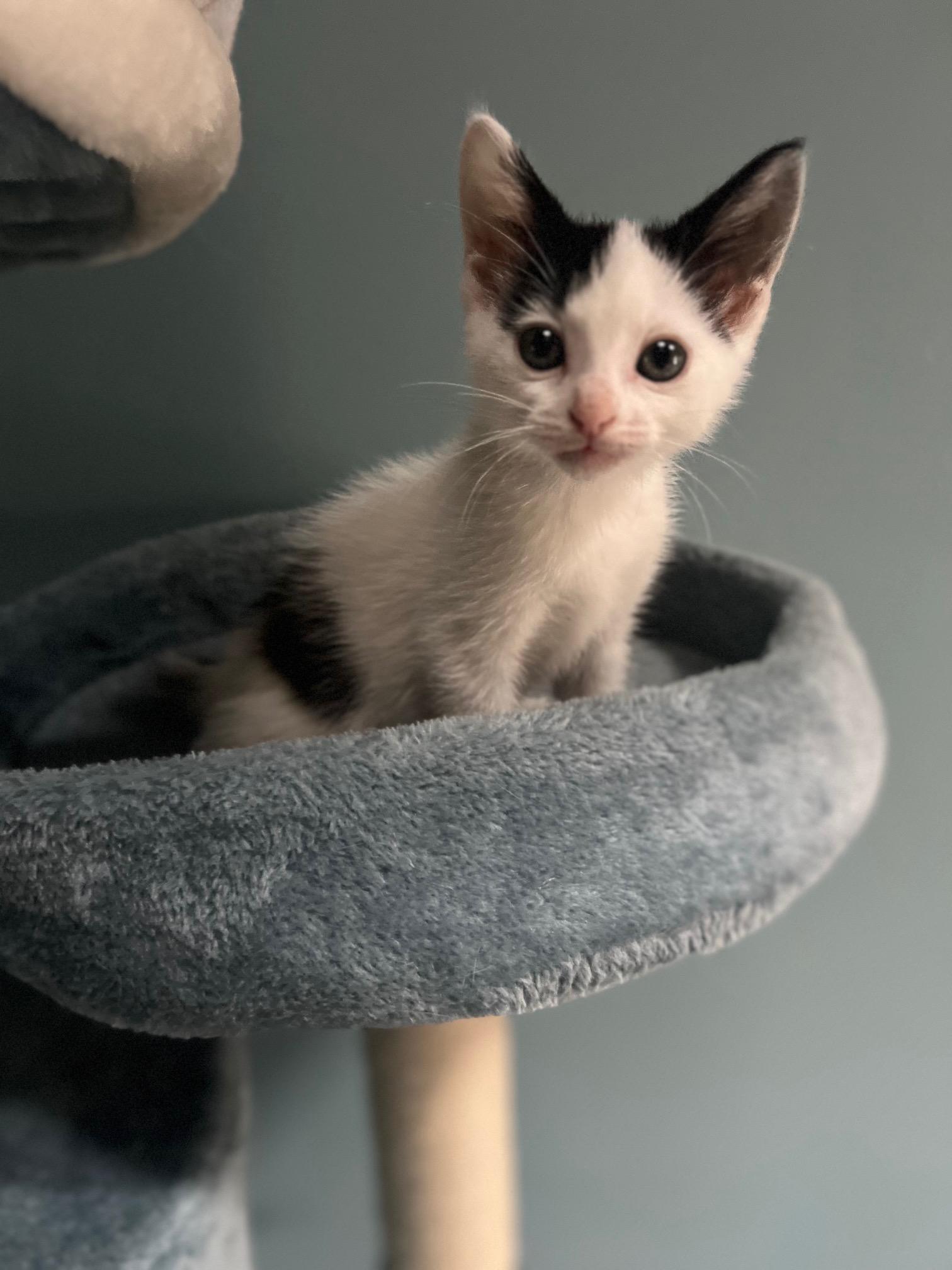 Fig, Adopted, Kitten Female Domestic Short Hair.