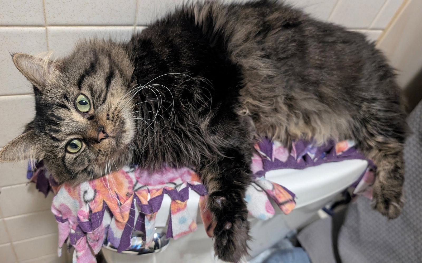 Nigel, Adopted, Adult Male Domestic Long Hair & Tabby.