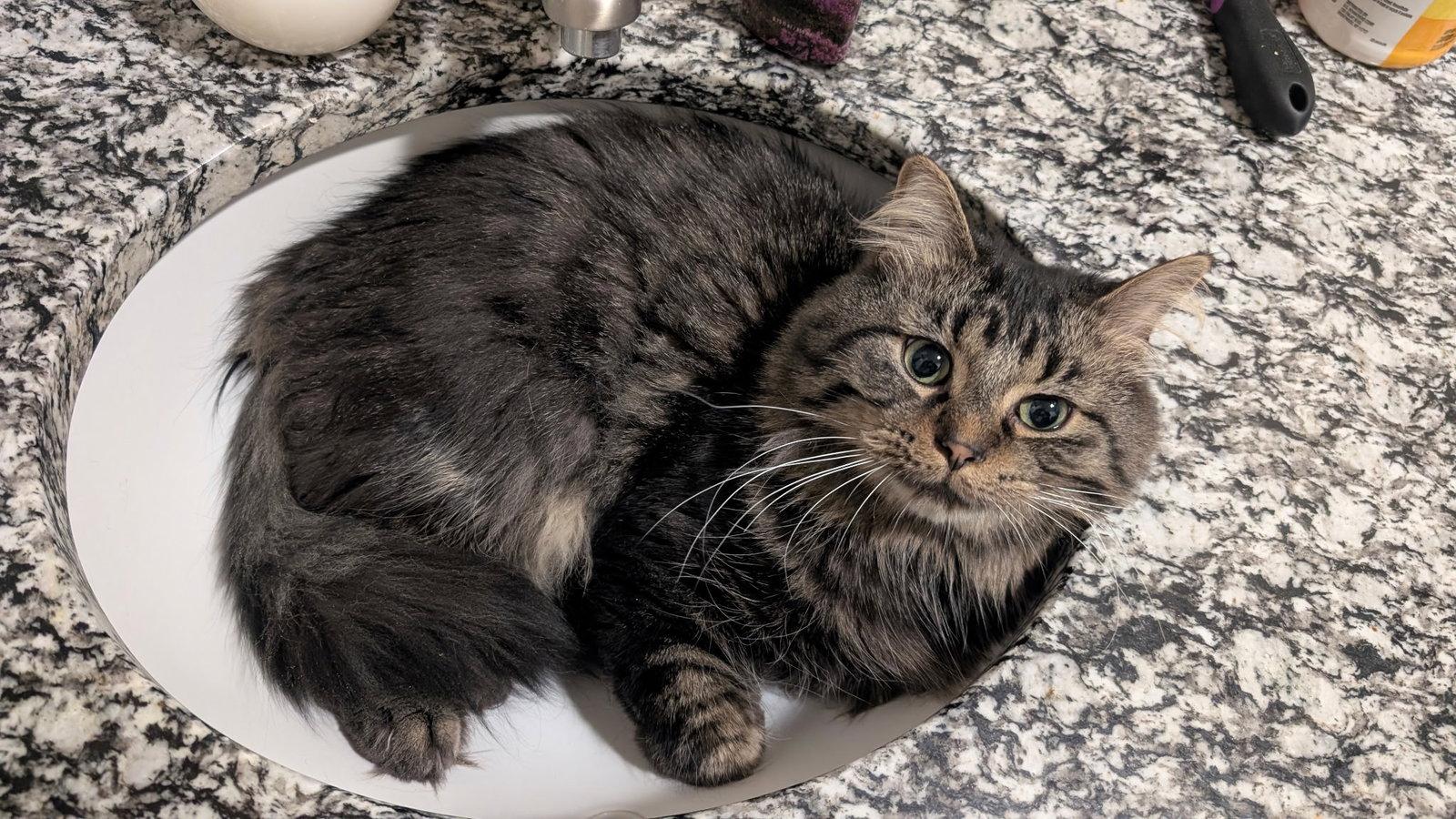 Enlarge Nigel, a Adopted mixed breed in Wheaton, IL image 2/3