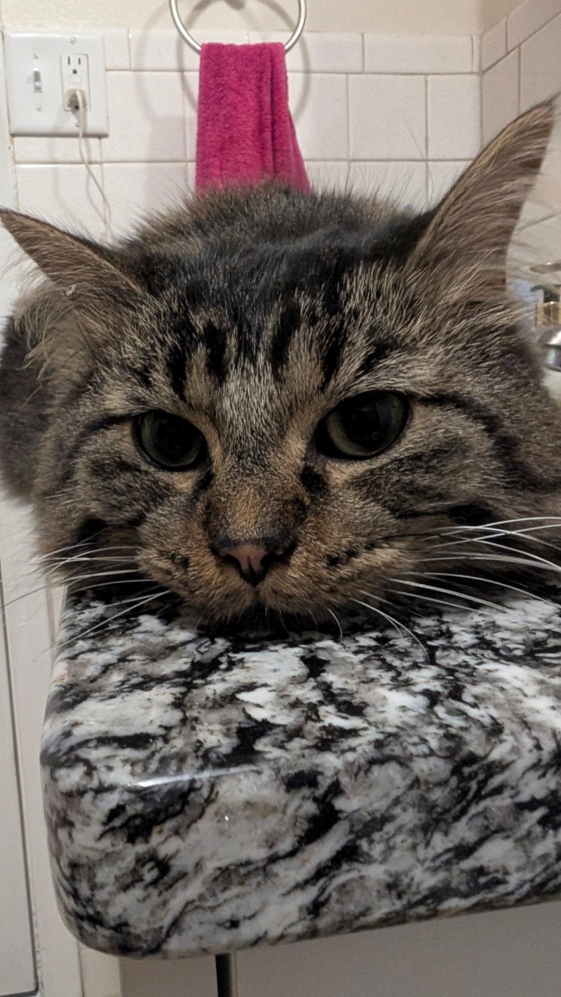 Enlarge Nigel, a Adopted mixed breed in Wheaton, IL image 3/3