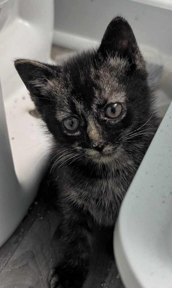 Enlarge Claude Monet, a Adoptable mixed breed in Poplar Grove, IL image 1/6