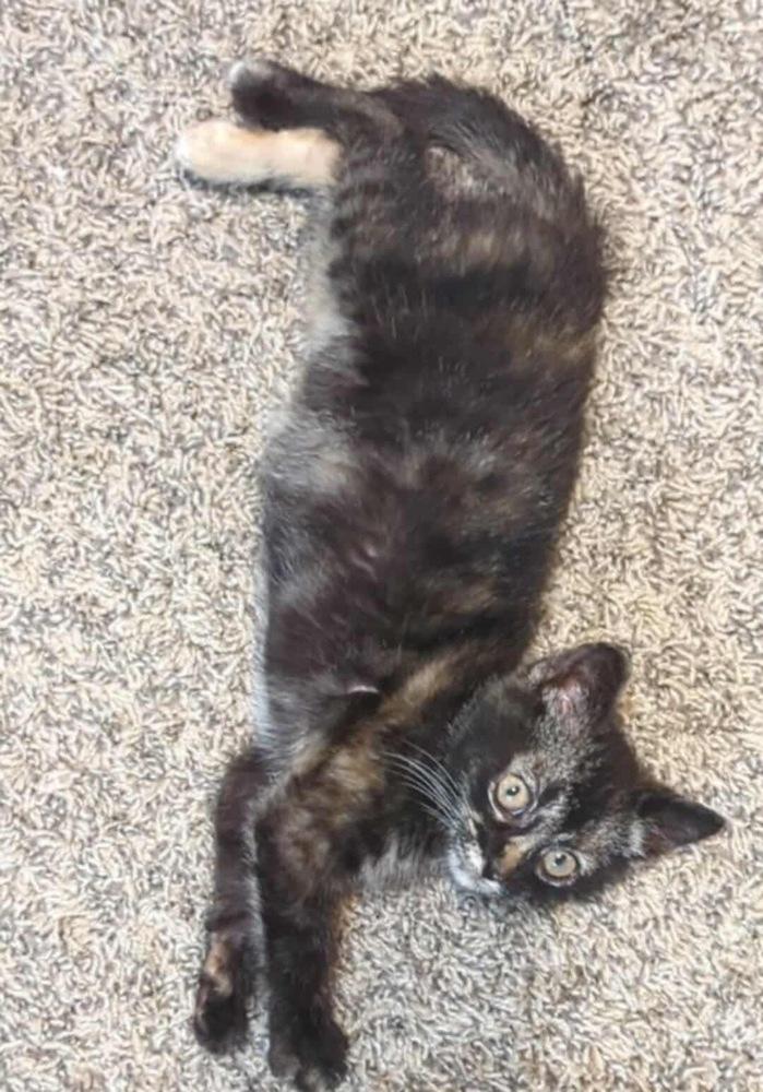 Enlarge Claude Monet, a Adoptable mixed breed in Poplar Grove, IL image 2/6