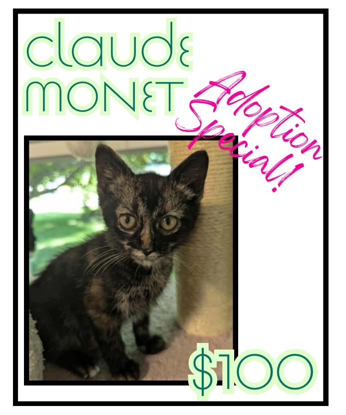 Enlarge Claude Monet, a Adoptable mixed breed in Poplar Grove, IL image 3/6