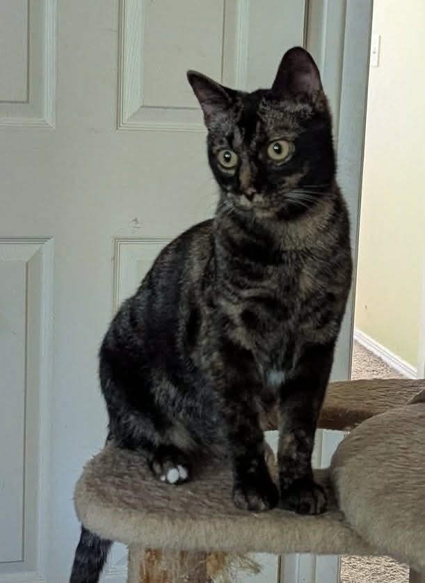 Enlarge Claude Monet, a Adoptable mixed breed in Poplar Grove, IL image 4/6