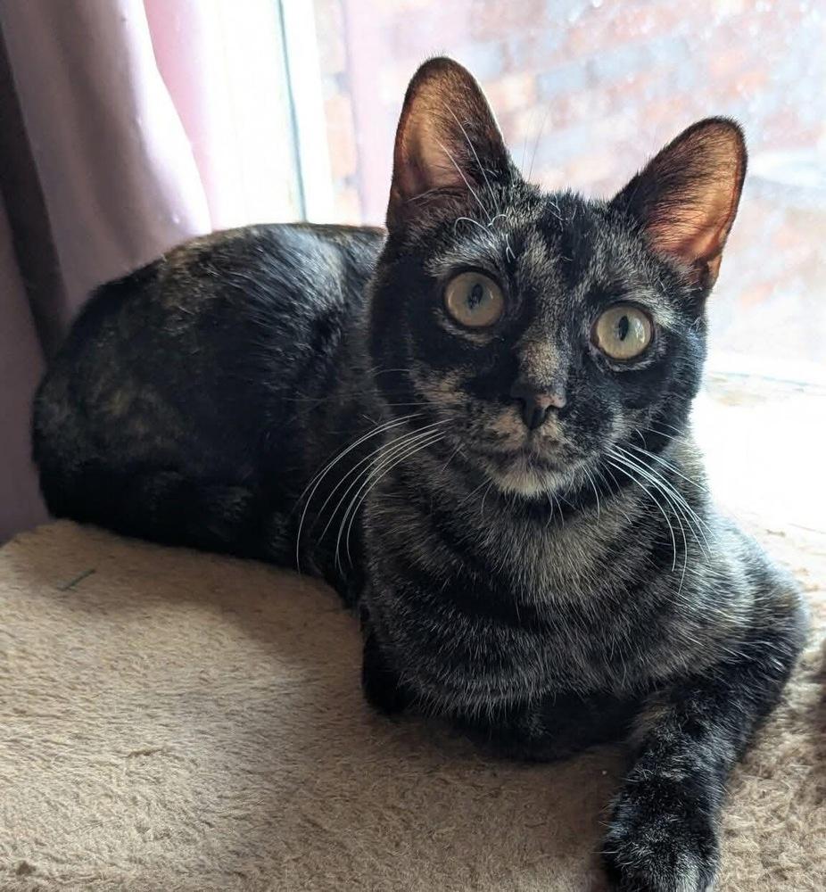 Enlarge Claude Monet, a Adoptable mixed breed in Poplar Grove, IL image 5/6