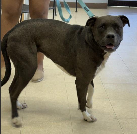 STELLA, Adoptable, Adult Female Pit Bull Terrier & Mixed Breed.