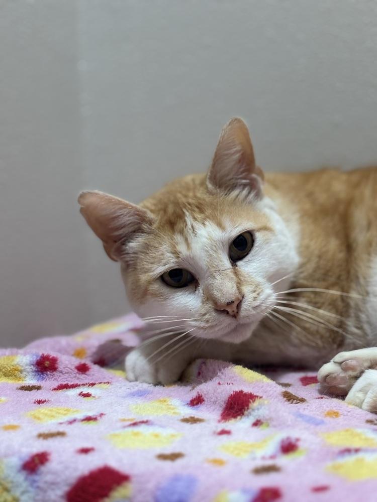 Beauford — thumbnail 2