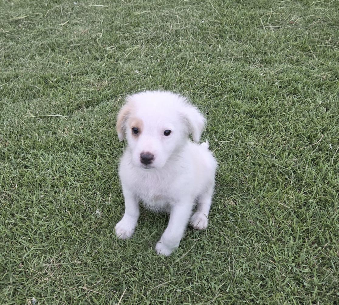 FLUFFY, an adopted mixed breed in New York, NY image 4/5