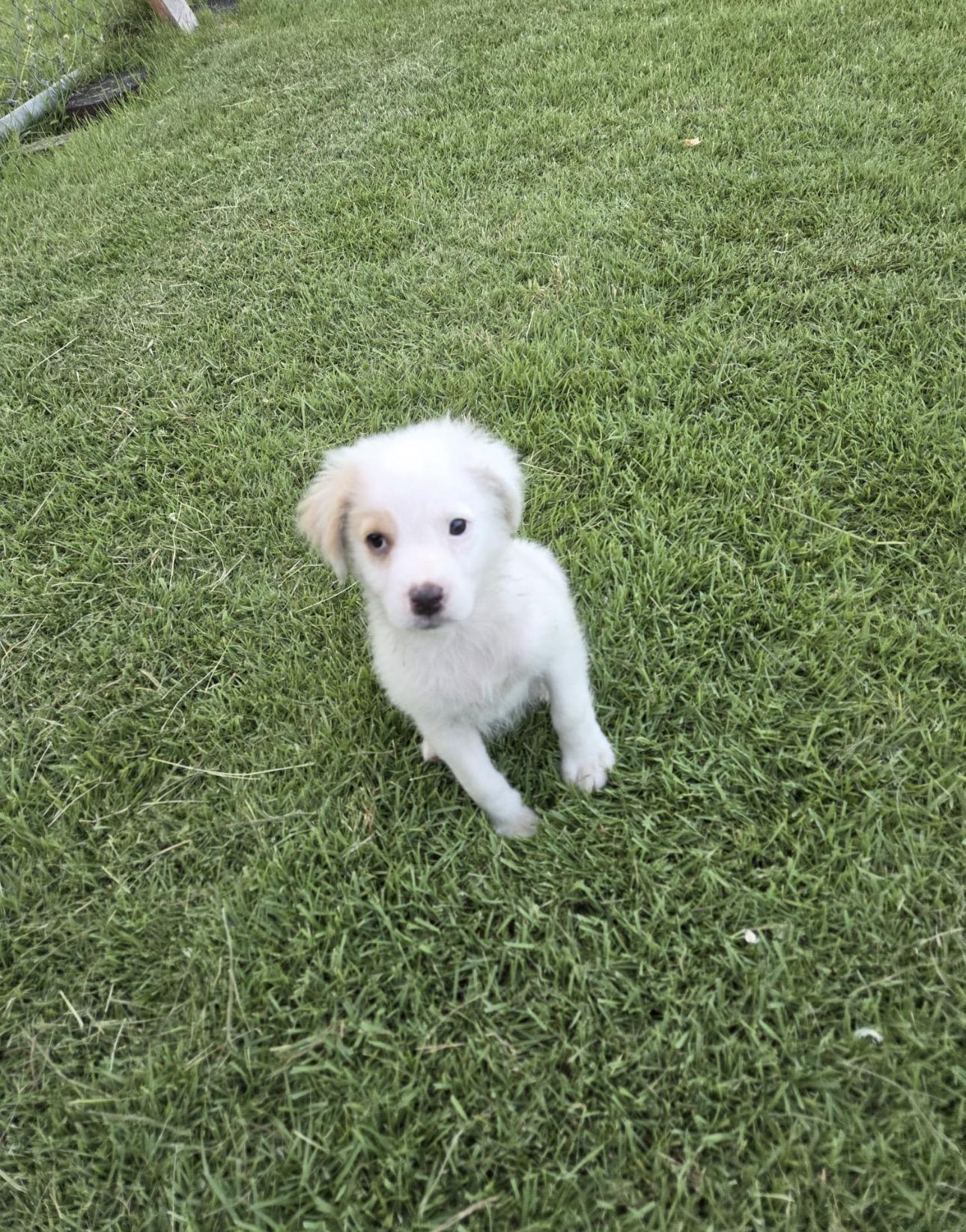 FLUFFY, an adopted mixed breed in New York, NY image 3/5