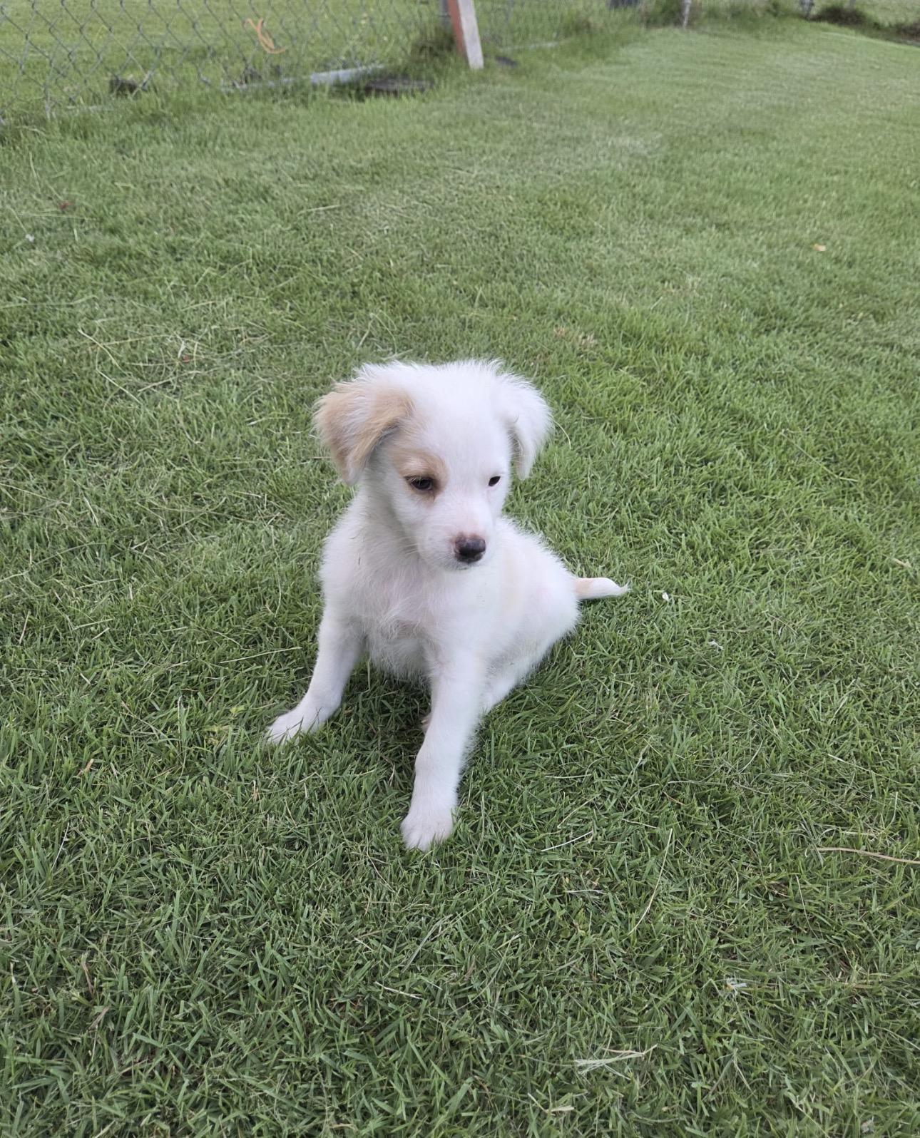 FLUFFY, an adopted mixed breed in New York, NY image 2/5
