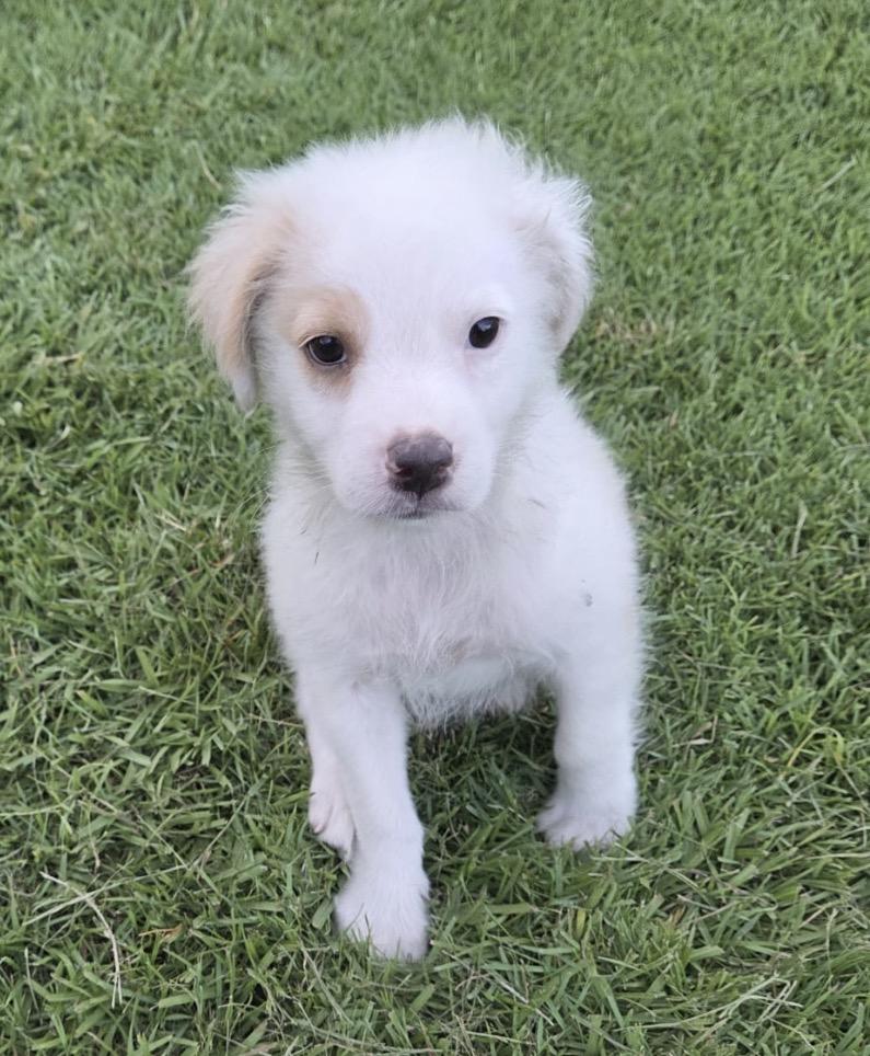 FLUFFY, an adopted mixed breed in New York, NY image 1/5