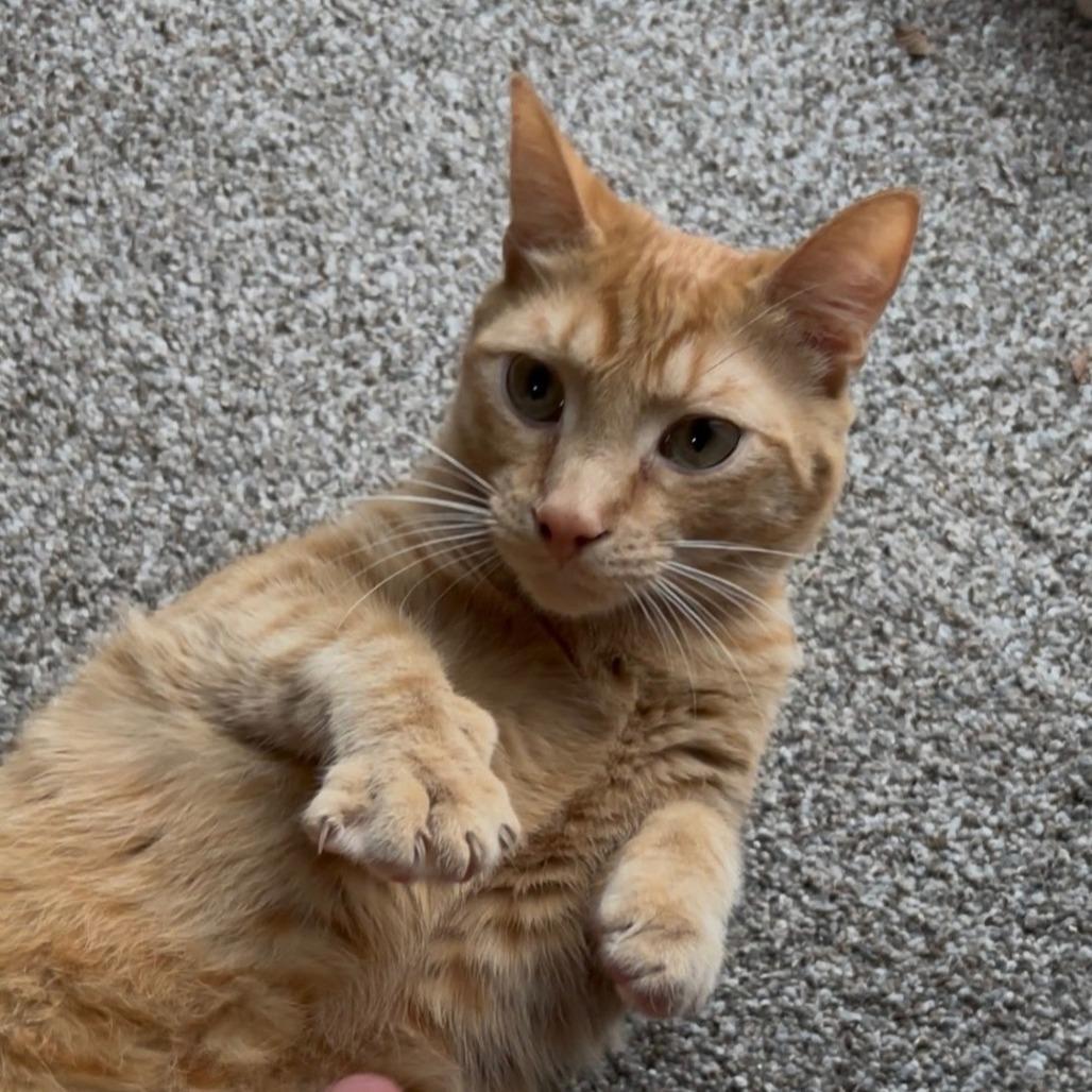 Garfield, Adoptable, Adult Male Domestic Short Hair.