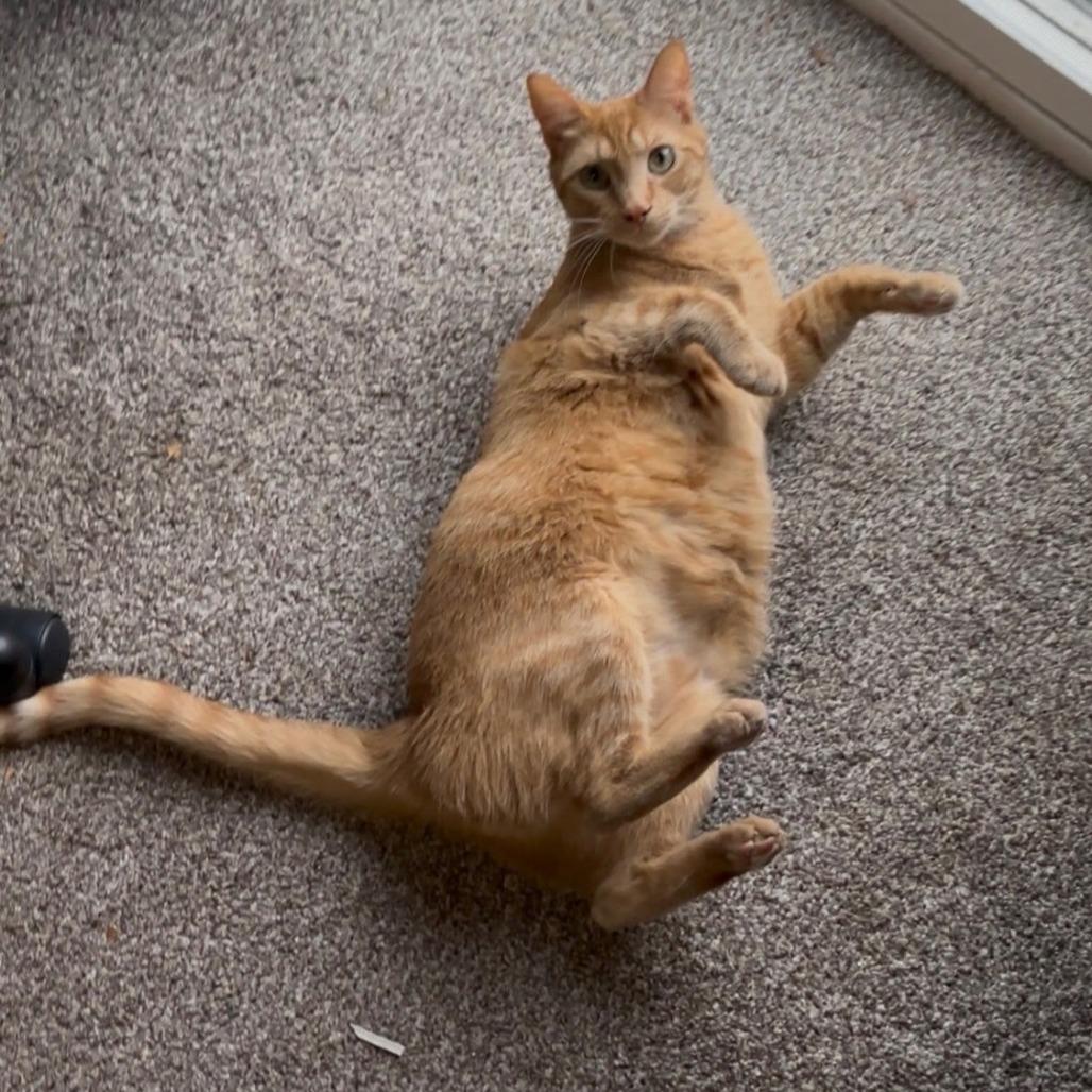 Garfield, a Adoptable Domestic Short Hair in Othello, WA image 2/3