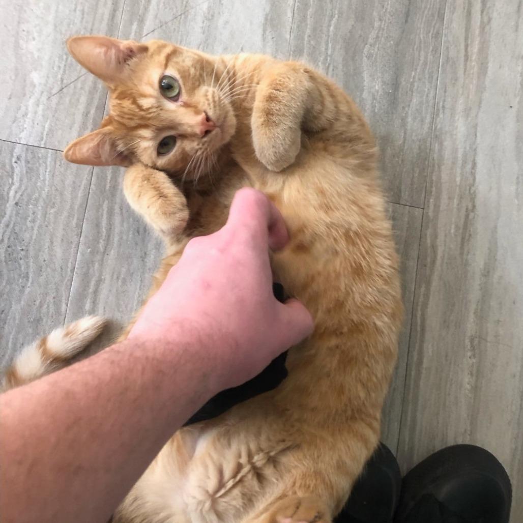 Garfield, a Adoptable Domestic Short Hair in Othello, WA image 3/3