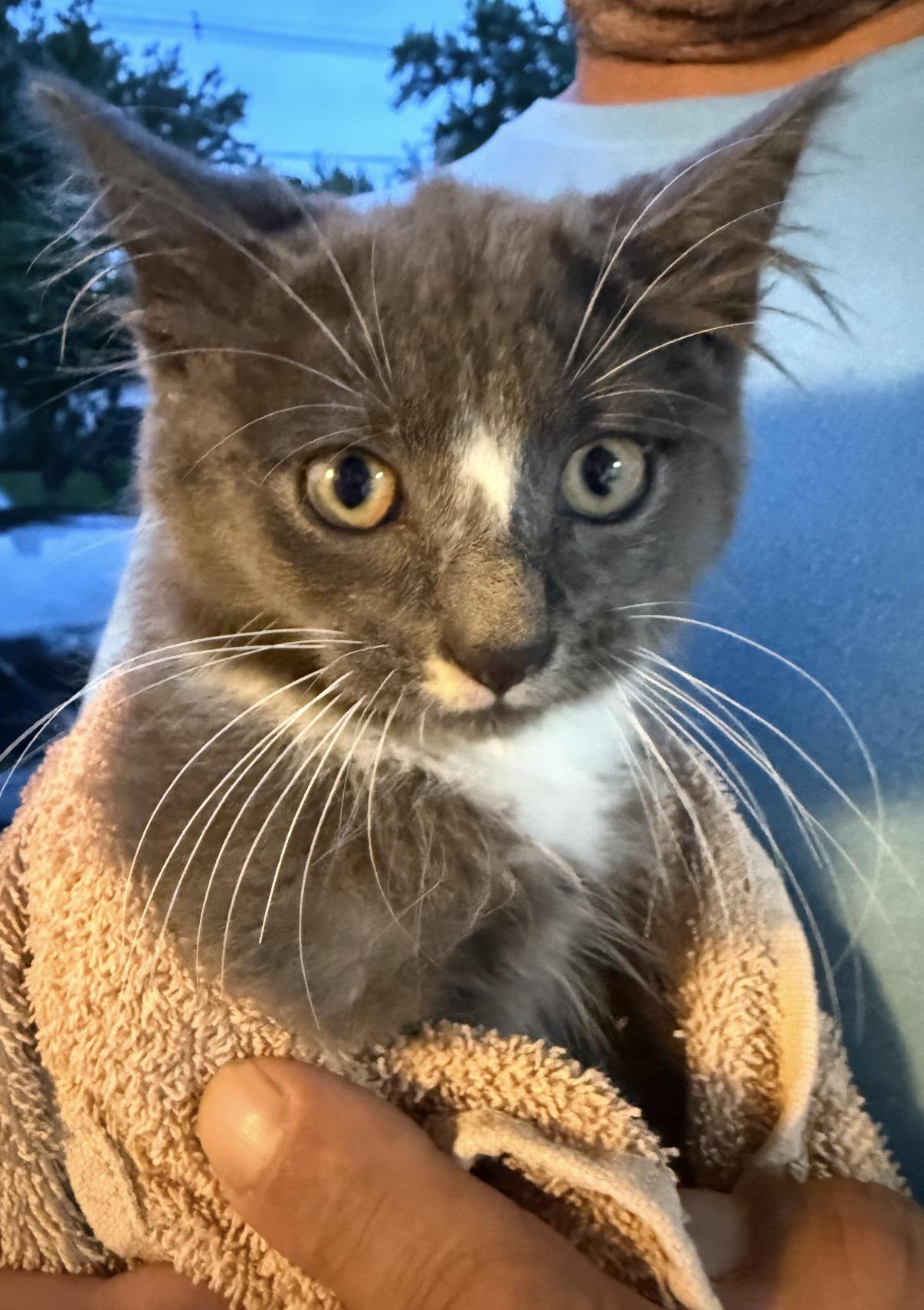 Enlarge Micah, a Adoptable Domestic Long Hair in Old Bridge, NJ image 2/2