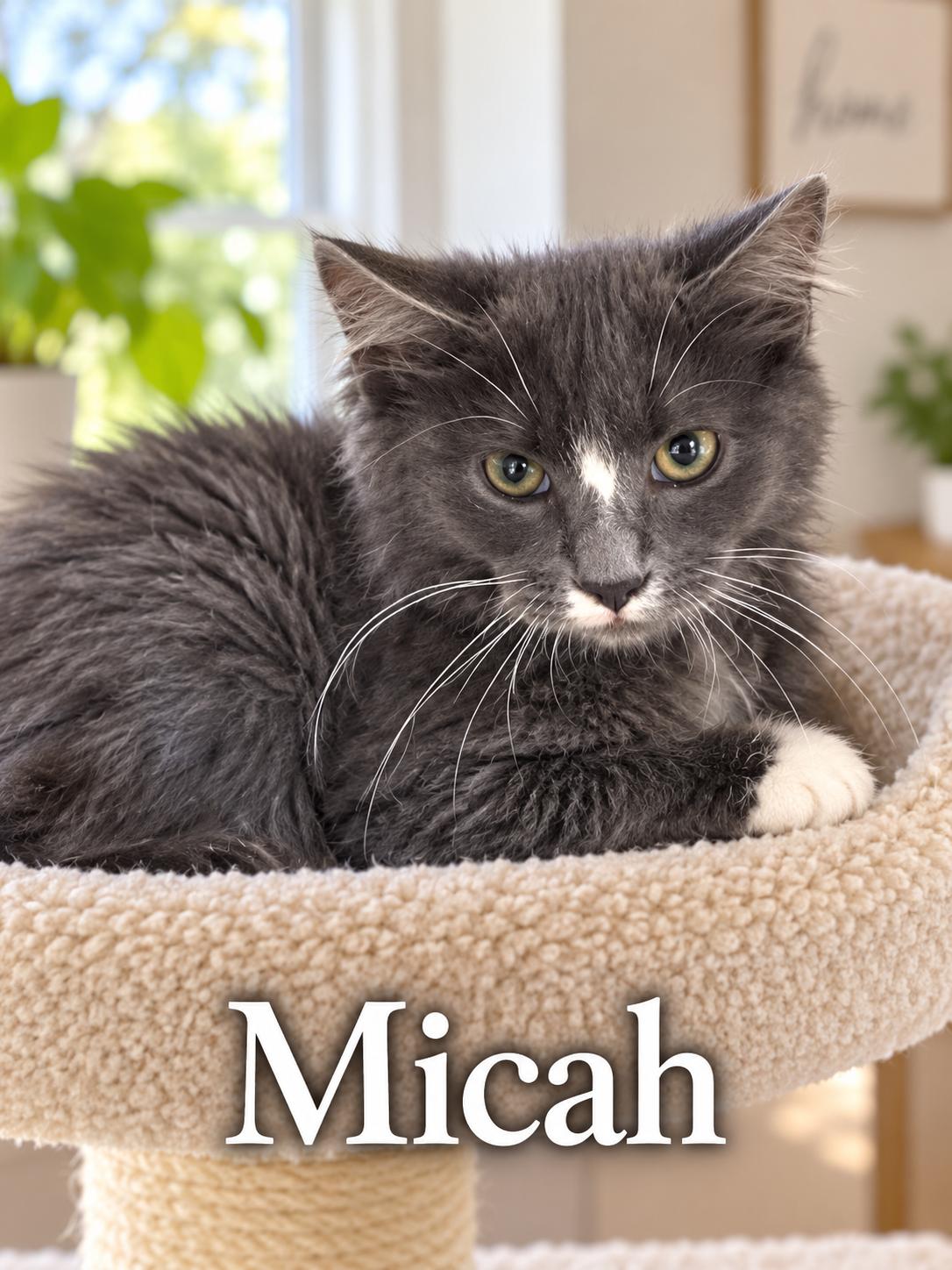 Micah, ADOPTABLE, Kitten Male Domestic Long Hair.