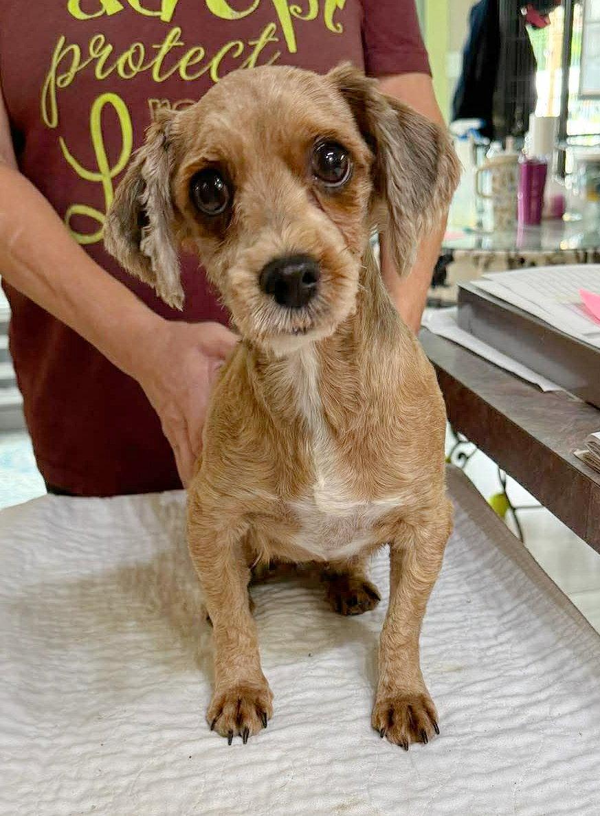 Enlarge Missoula (NOT YET AVAILABLE), a Adoptable Havanese in Benton, LA image 1/1