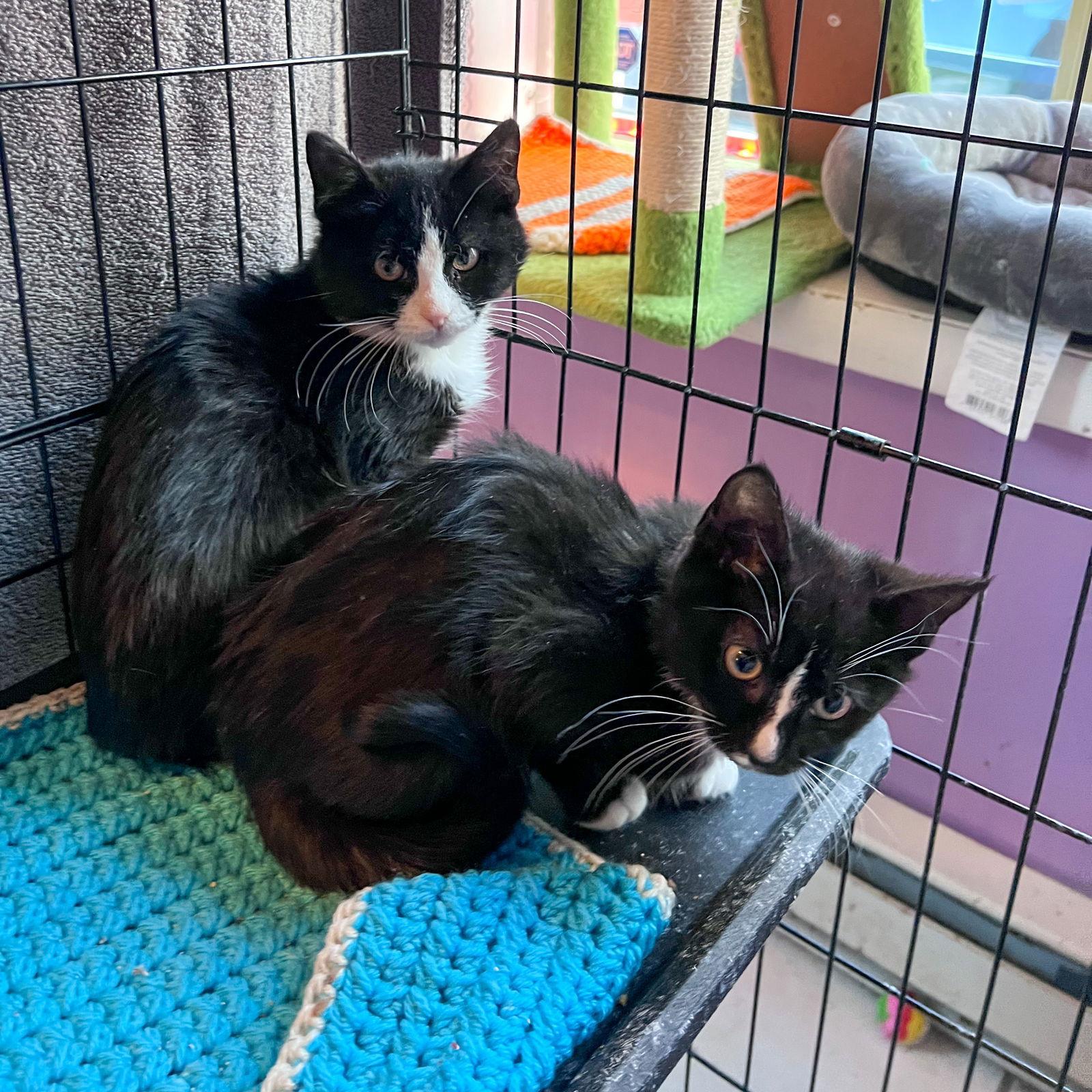 Enlarge Pumpernickel, a Adopted Tuxedo in Philadelphia, PA image 1/1