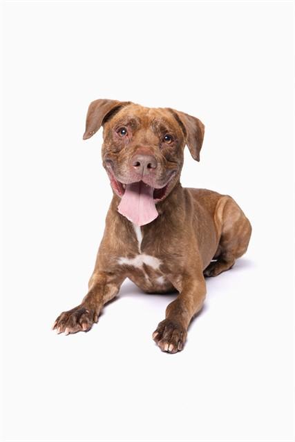 KOBE, Adoptable, Adult Male American Bulldog.